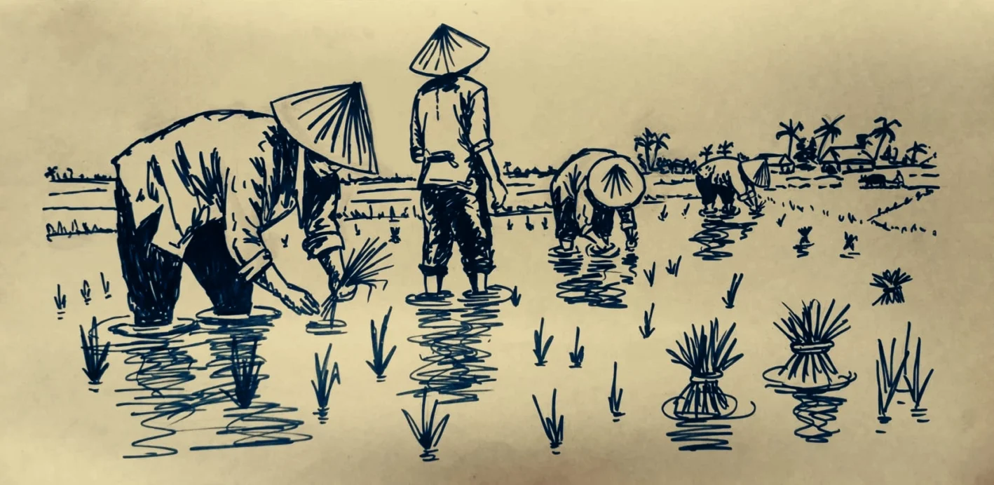 Vietnam Memories - Rice fields